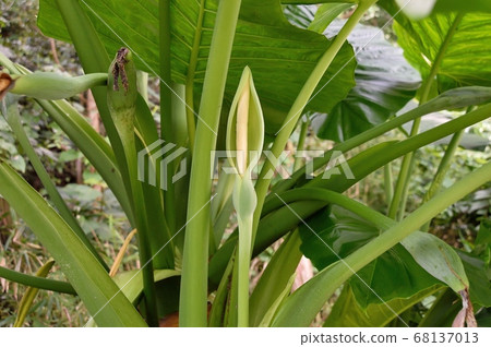 Alocasia flower Alocasia flower 68137013