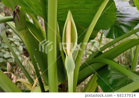 Alocasia flower bud Alocasia flower bud 68137014