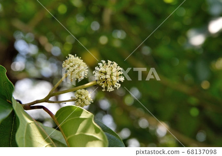 柑橘花 柑橘花 68137098