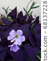 The love flower blooming in the garden is pretty. 68137228