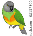 Senegal parrot 68137300