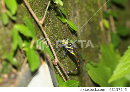 Spawning Yabuyanma Spawning Yabuyanma 68137345