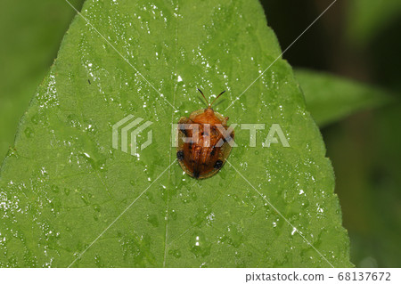 Yotsu Monkey Beetle Yotsu Monkey Beetle 68137672