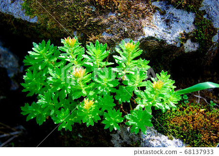 Hosobaiwabenkei which blooms in Gassan 68137933
