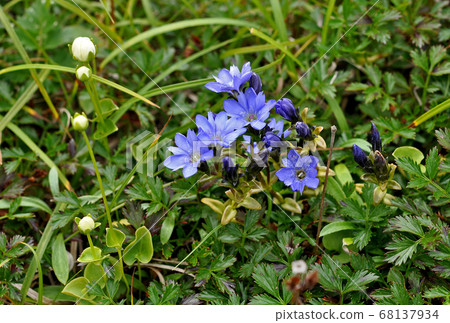 Miyamarindo and Pleurotus cornucopiae blooming on Mt. Gassan 68137934