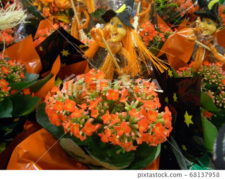 Halloween of the witch season has arrived 68137958