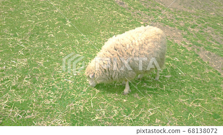 A sheep A sheep 68138072