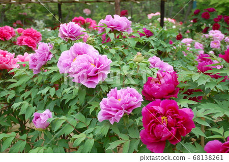 牡丹花園裡的須賀川紅色按鈕盛開 牡丹花園裡的須賀川紅色按鈕盛開 68138261