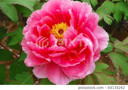 牡丹花園裡的須賀川紅色按鈕盛開 牡丹花園裡的須賀川紅色按鈕盛開 68138262