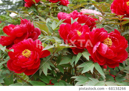 牡丹花園裡的須賀川紅色按鈕盛開 牡丹花園裡的須賀川紅色按鈕盛開 68138266