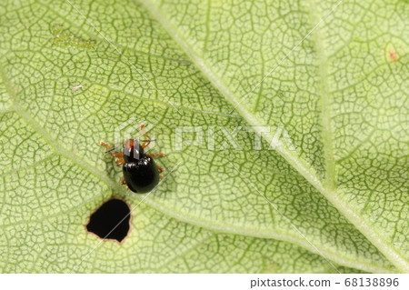 生物昆蟲櫻花salham，各種身體顏色，但黃褐色的腿和黑色的觸角似乎是每個人的共同點 68138896