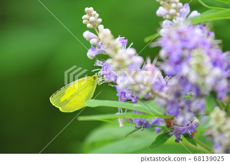 The yellow butterfly that absorbs honey (green background) The yellow butterfly that plays with flowers The yellow butterfly that absorbs honey (green background) The yellow butterfly that plays with flowers 68139025