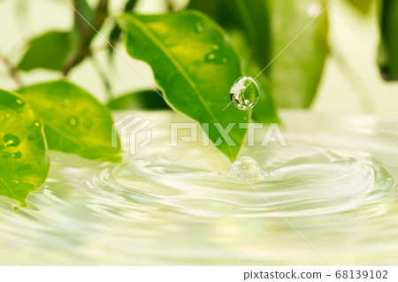 Leaves and water surface 68139102