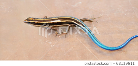 藍尾日本蜥蜴少年 藍尾日本蜥蜴少年 68139611