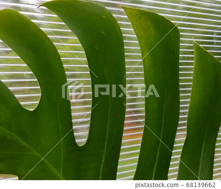Close-up of a tropical green monstera leaf against a transparent greenhouse wall, a burn on the leaf in the form of a brown spot. Tropical foliage texture, nature background. Close-up of a tropical green monstera leaf against a transparent greenhouse wall, a burn on the leaf in the form of a brown spot. Tropical foliage texture, nature background. 68139662
