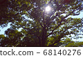 Sunlight filtering through the trees in the forest 68140276