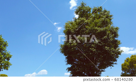 Trees and blue sky Trees and blue sky 68140280
