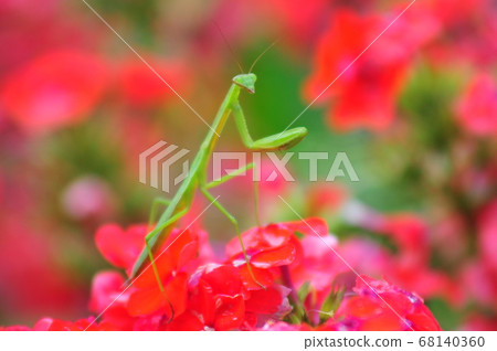 螳螂視線螳螂看著紅色的花朵和螳螂 螳螂視線螳螂看著紅色的花朵和螳螂 68140360