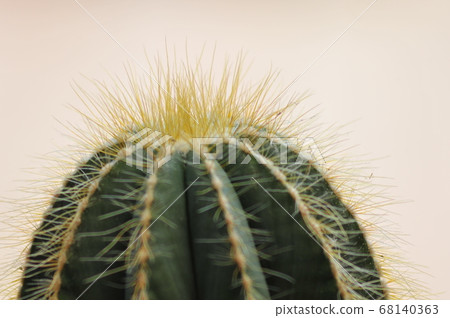Close-up cactus thorns Cactus full of thorns 68140363