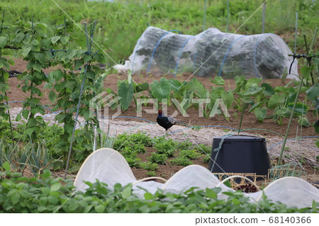 Pheasant coming to the field 68140366