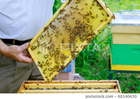 Beekeeping apiculture beekeeper works with bees Beekeeping apiculture beekeeper works with bees 68140430