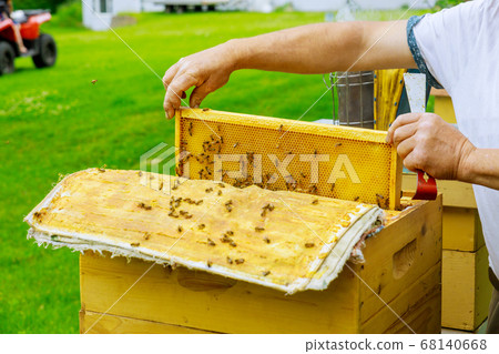 Beekeeper holds open frame with honeycombs filled Beekeeper holds open frame with honeycombs filled 68140668