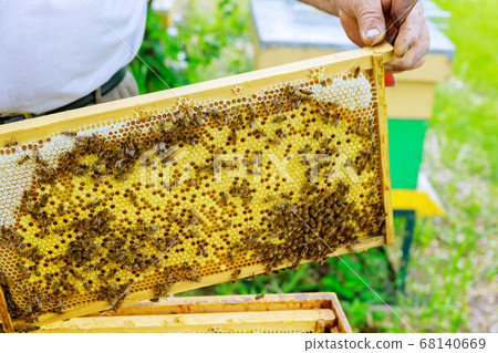 Beekeeper stands near the hives holding honeycomb Beekeeper stands near the hives holding honeycomb 68140669