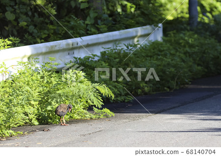 Yambaru Kuina 3在沖繩國頭村散步 68140704
