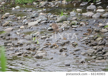 Duck parents and children move while looking for food Duck parents and children move while looking for food 68140903