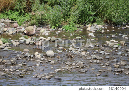 Duck parents and children move while looking for food Duck parents and children move while looking for food 68140904