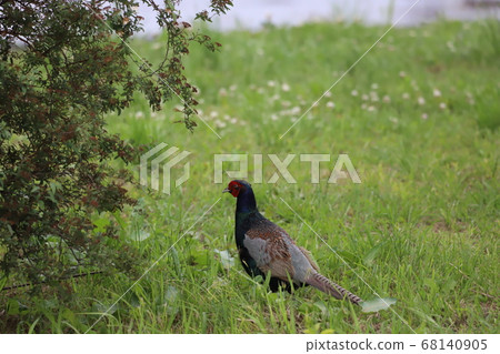 Wooden pheasant Wooden pheasant 68140905