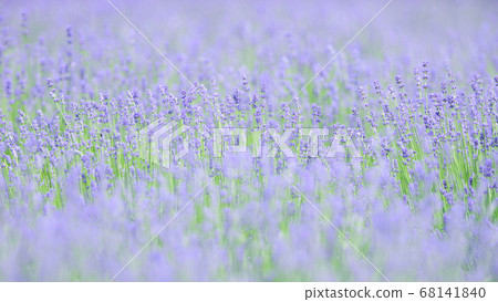 Early summer flower lavender Early summer flower lavender 68141840