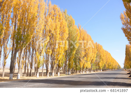 Autumn Yellow Silk Road 68141897