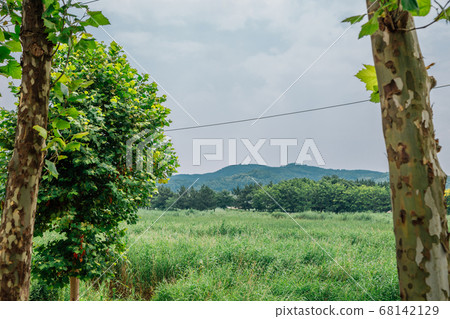 Summer of Ansan Reed Marsh Park in Ansan, Korea 68142129