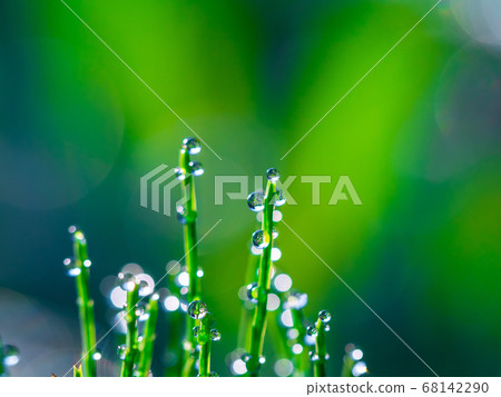 馬尾的早晨露水 68142290
