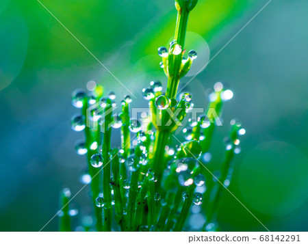 馬尾的早晨露水 馬尾的早晨露水 68142291