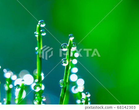 馬尾的早晨露水 馬尾的早晨露水 68142303