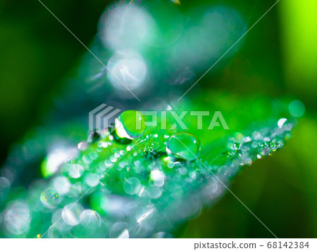 Morning dew Morning dew 68142384