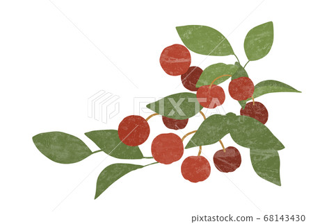 Checkerberry illustration 68143430