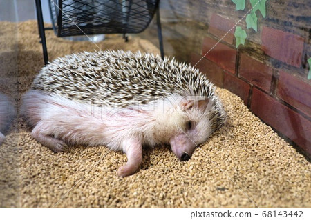 Cute hedgehog taking a nap 68143442