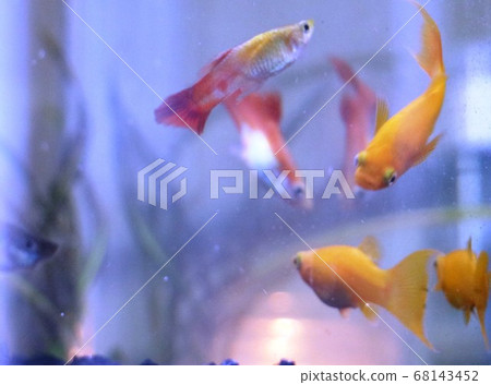 Yellow and red guppy swims Yellow and red guppy swims 68143452