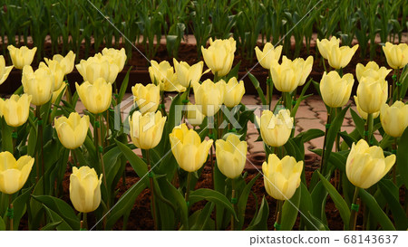 close up of yellow tulips flower bloom close up of yellow tulips flower bloom 68143637