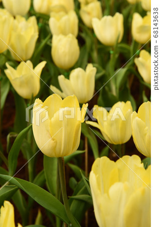 close up of yellow tulips flower bloom close up of yellow tulips flower bloom 68143638