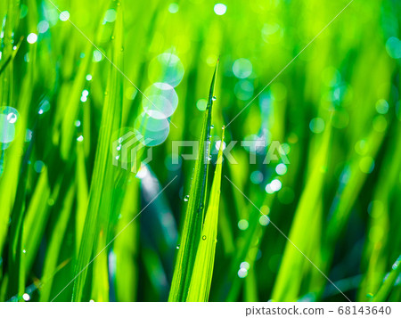 米領域早晨露水 米領域早晨露水 68143640