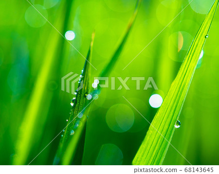Morning dew of rice field Morning dew of rice field 68143645