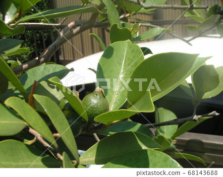 Tropical fruit Himeguava fruit Tropical fruit Himeguava fruit 68143688