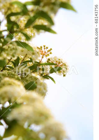 Kodemari花春天材料背景 Kodemari花春天材料背景 68143756