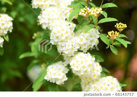 Kodemari花春天材料背景 68143757