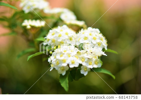 Kodemari Flower Spring Material Background 68143758