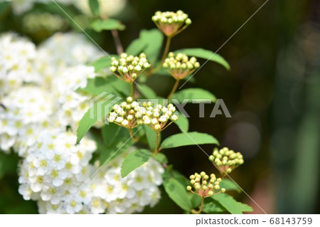 Kodemari花春天材料背景 Kodemari花春天材料背景 68143759